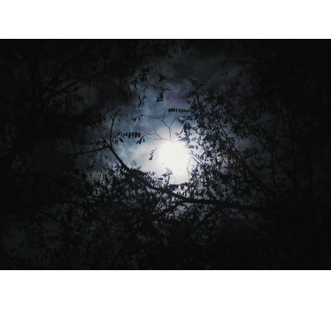 Fotomural naturaleza ramas a la luz de la luna - TenVinilo