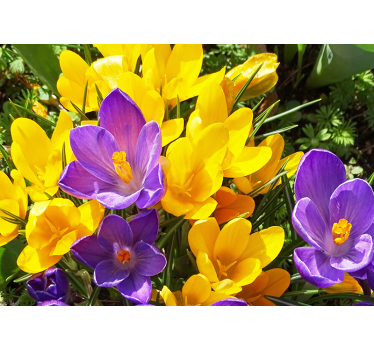 Mural de pared flores crocus coloridos - TenVinilo