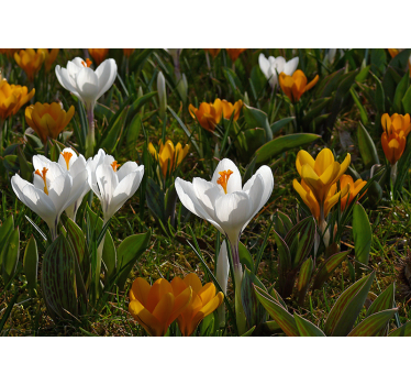 Mural de pared flores flor de crocus - TenVinilo