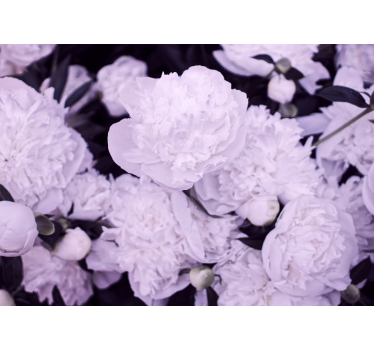 Mural de pared flores pivoines lavanda - TenVinilo