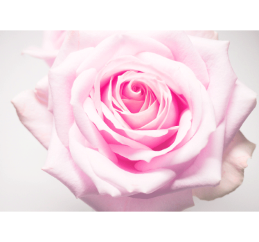 Fotomural de amapolas rosa suave - TenVinilo