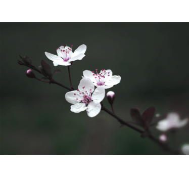 Fotomural de amapolas rama de sakura - TenVinilo