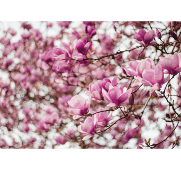 Fotomural de magnolias exposición de flores de magnolia - TenVinilo