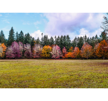 Papel pintado naturaleza bosque de otoño colorido - TenVinilo