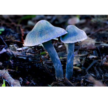 Fotomural naturaleza formas Únicas de hongos - TenVinilo