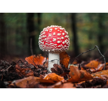 Fotomural naturaleza hongo rojo con manchas blancas - TenVinilo