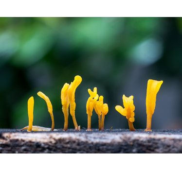 Fotomural naturaleza crecimiento de hongo amarillo - TenVinilo