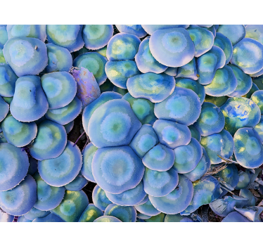 Fotomural naturaleza suculenta colorida en closeup - TenVinilo