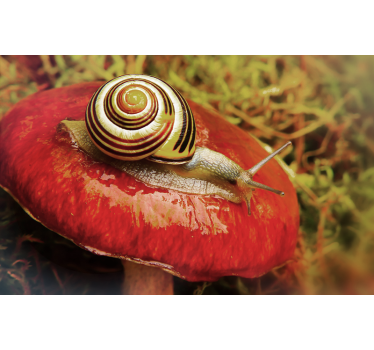 Fotomural animal caracol sobre hongo - TenVinilo