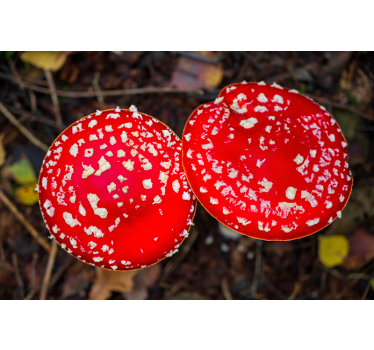Fotomural naturaleza setas rojas - TenVinilo