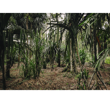 Mural pared salón exuberante naturaleza tropical - TenVinilo