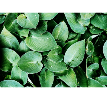 Fotomural naturaleza hojas verdes lujosas - TenVinilo