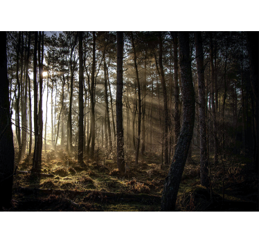 Papel pintado bosque claro del bosque soleado - TenVinilo