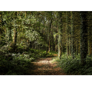 Papel pintado bosque camino del bosque frondoso - TenVinilo