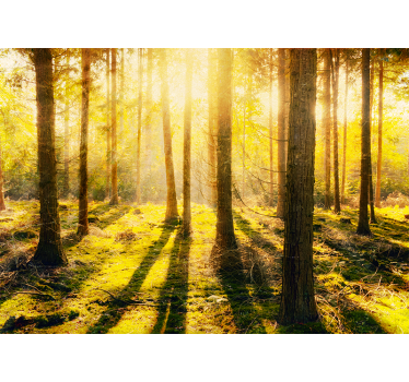 Fotomural naturaleza paisaje de bosque bañado por el sol - TenVinilo