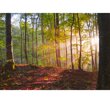 Fotomural bosque vista del bosque iluminado - TenVinilo