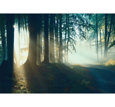 Papel pintado bosque sendero del bosque bañado por el sol - TenVinilo