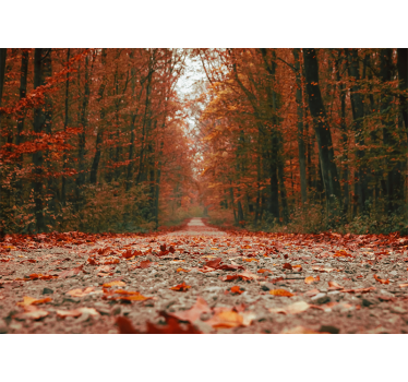Papel pintado bosque ruta del sendero otoñal - TenVinilo