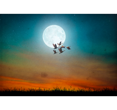 Fotomural naturaleza cielo nocturno en aves - TenVinilo