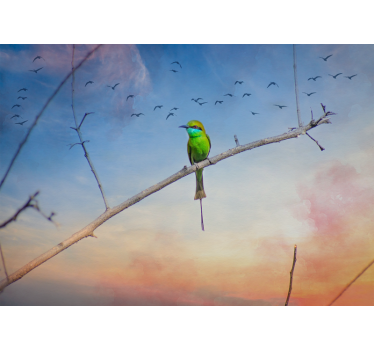 Fotomural animales pájaro en rama - TenVinilo
