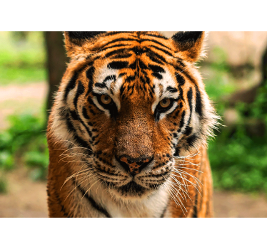 Fotomural animales imagen de tigre regalado - TenVinilo