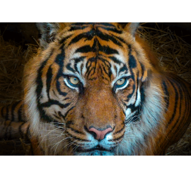 Fotomural animales ilustración de tigre real - TenVinilo