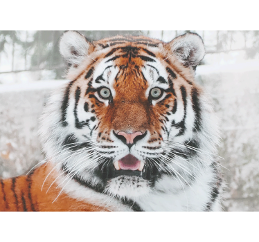 Fotomural animales representación del tigre regal - TenVinilo