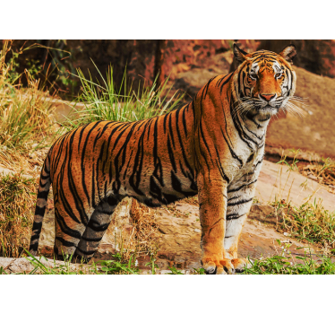 Fotomural animales presencia del tigre majestuoso - TenVinilo