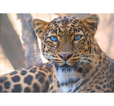 Fotomural animales retrato de leopardo ampliado - TenVinilo