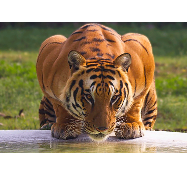 Fotomural animales tigre regalando pose - TenVinilo