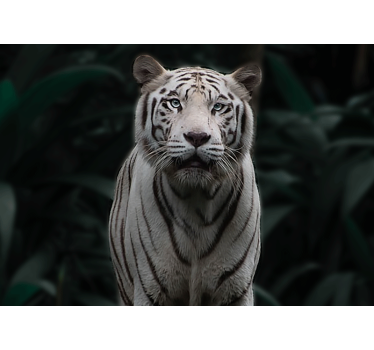 Fotomural animales tigre blanco regal - TenVinilo
