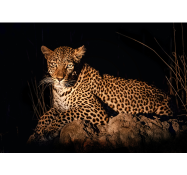 Fotomural animal leopardo en el centro de atención - TenVinilo