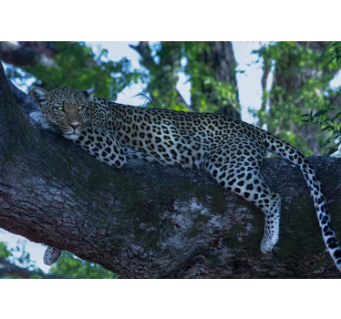 Fotomural animales leopardo descansando cómodamente - TenVinilo
