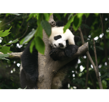 Fotomural animales panda descansando en árbol - TenVinilo