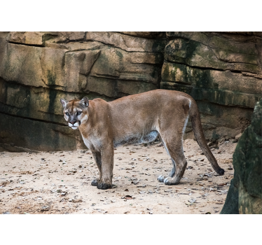 Fotomural animales puma en su hábitat - TenVinilo