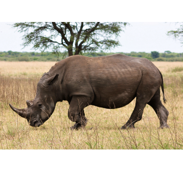Fotomural animales rinoceronte pastando en serengeti - TenVinilo