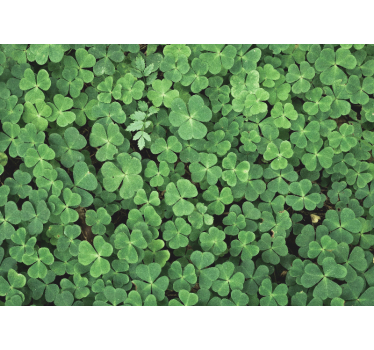 Papel pintado verde naturaleza treból - TenVinilo