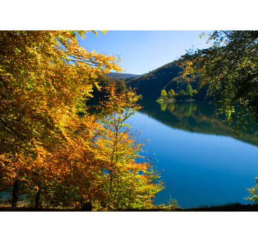 Fotomural bosque Selva de Irati Navarra - TenVinilo