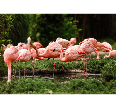 Fotomural animales reunión de flamencos - TenVinilo