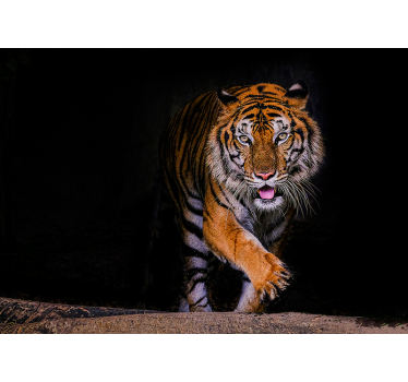 Fotomural animal tigre merodeador - TenVinilo
