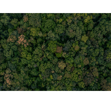 Fotomural selva vista aérea del bosque - TenVinilo