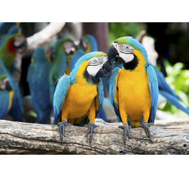 Fotomural animales encuentro de pareja de loros - TenVinilo