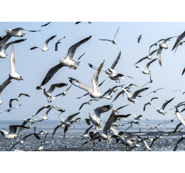 Fotomural animales gaviotas en movimiento - TenVinilo