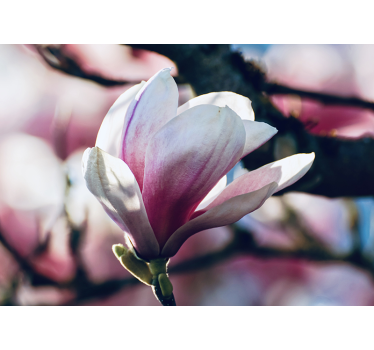 Fotomural de orquídeas en suave flor rosa - TenVinilo