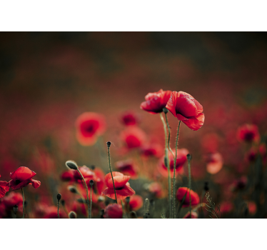Fotomural de amapolas campo exuberante - TenVinilo