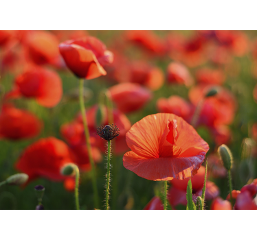 Fotomural de amapolas campo rojo vibrante - TenVinilo