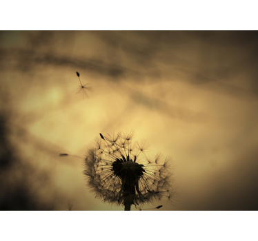 Fotomural diente de león silueta de diente de león - TenVinilo