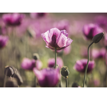 Fotomural de amapolas flores de amapola impresionantes - TenVinilo