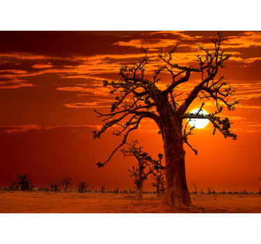 Fotomural naturaleza majestuosos árboles al atardecer - TenVinilo