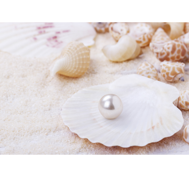 Fotomural naturaleza conchas con perlas - TenVinilo